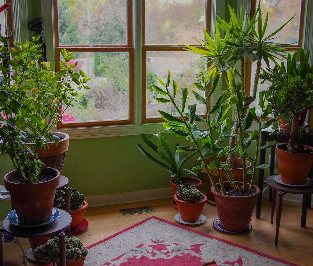 What You Need to Know About Moving Houseplants