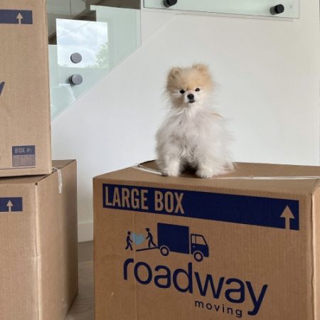Cute dog on Roadway Moving boxes during a move